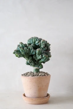 Ørkenplanter Og Knoldplanter|Danskavlede Planter^PLANT Myrtillocactus geometrizans cr. minor