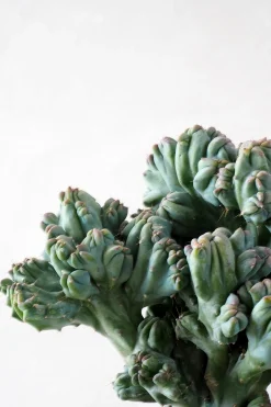 Ørkenplanter Og Knoldplanter|Danskavlede Planter^PLANT Myrtillocactus geometrizans cr. minor
