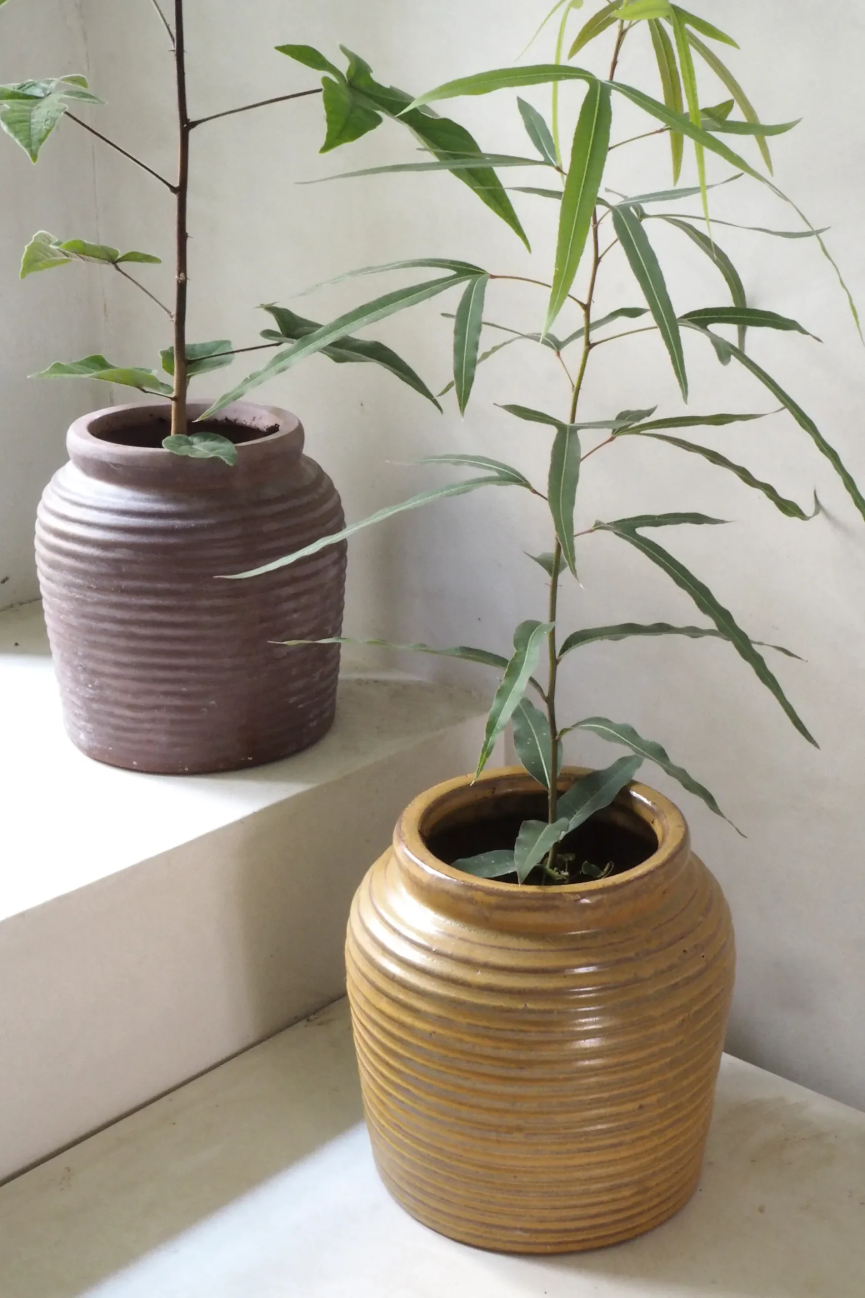 Glaserede Krukker|Mellem^PLANT Nelly krukke - brun