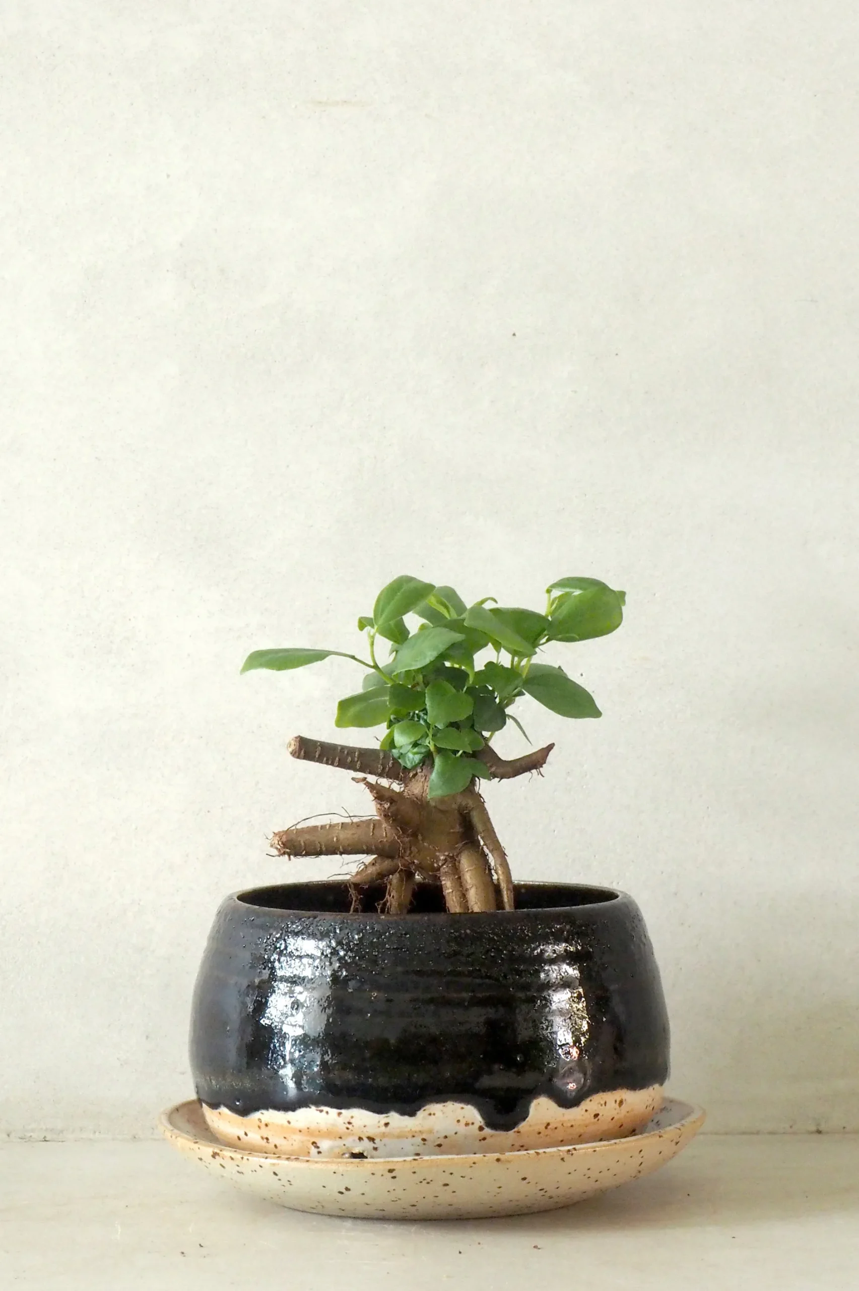Håndlavede Krukker|Glaserede Krukker^PLANT Nina Frigg medium no. 4