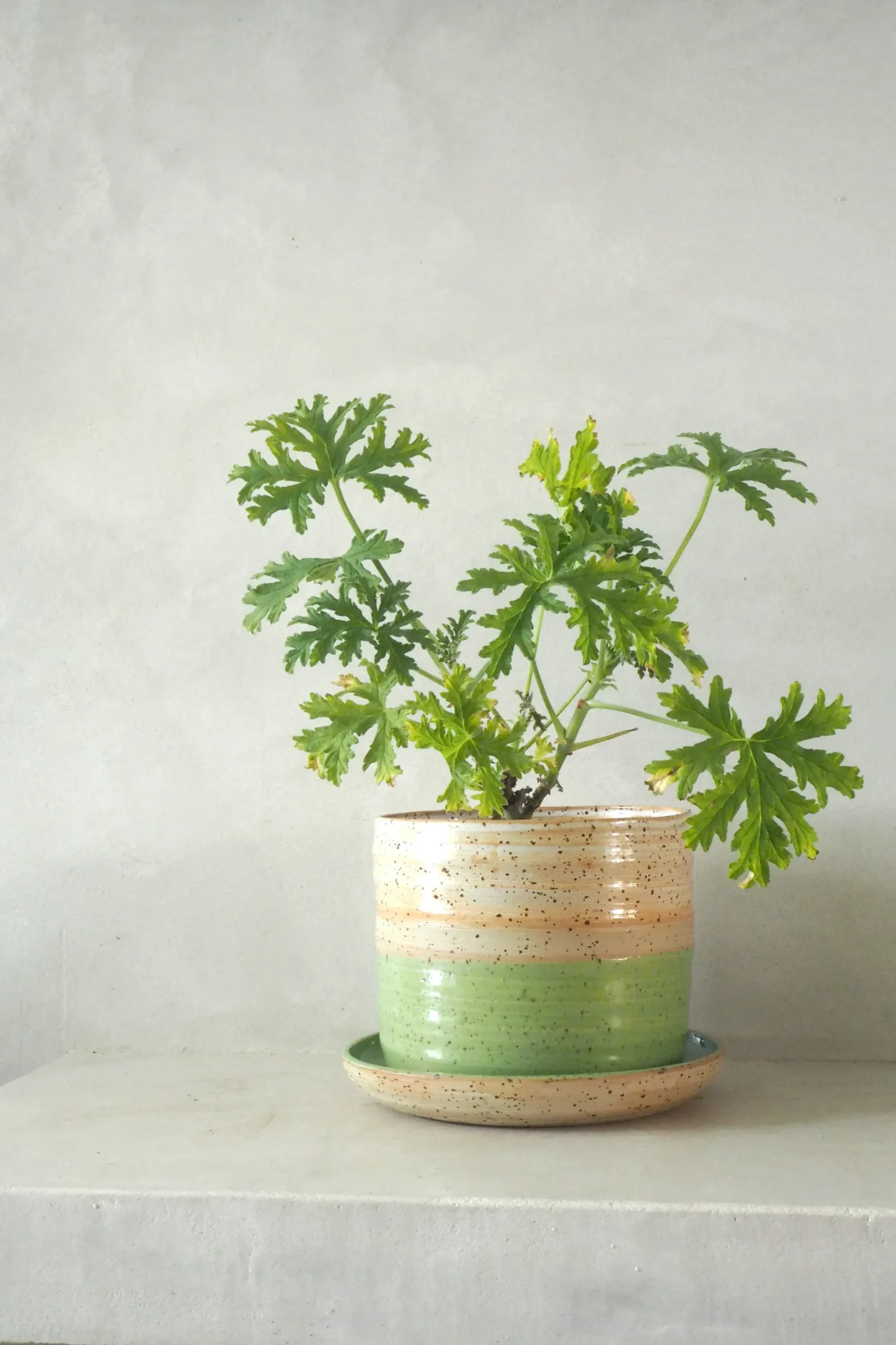 Håndlavede Krukker|Glaserede Krukker^PLANT Nina Frigg stor no. 7