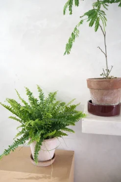 Tropiske Planter^PLANT Nyrebregne