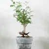 Ørkenplanter Og Knoldplanter^PLANT Operculicary decaryi