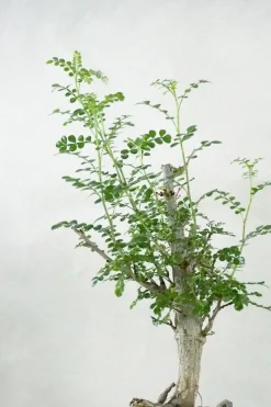 Ørkenplanter Og Knoldplanter^PLANT Operculicary decaryi