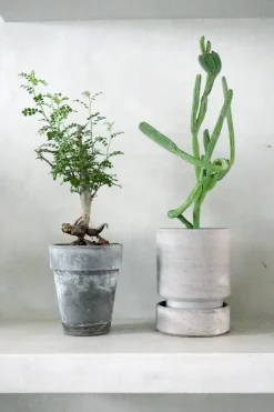 Ørkenplanter Og Knoldplanter^PLANT Operculicary decaryi