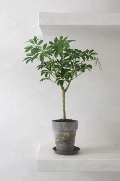Tropiske Planter^PLANT Opstammet Schefflera