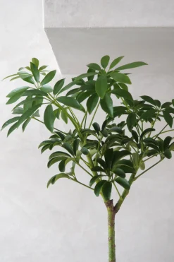 Tropiske Planter^PLANT Opstammet Schefflera