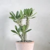 Ørkenplanter Og Knoldplanter^PLANT Pachypodium Horombense