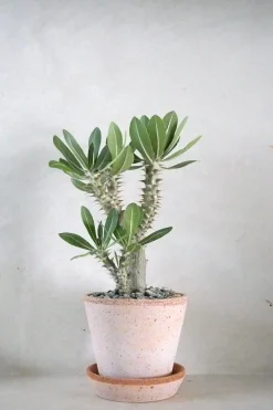 Ørkenplanter Og Knoldplanter^PLANT Pachypodium Horombense