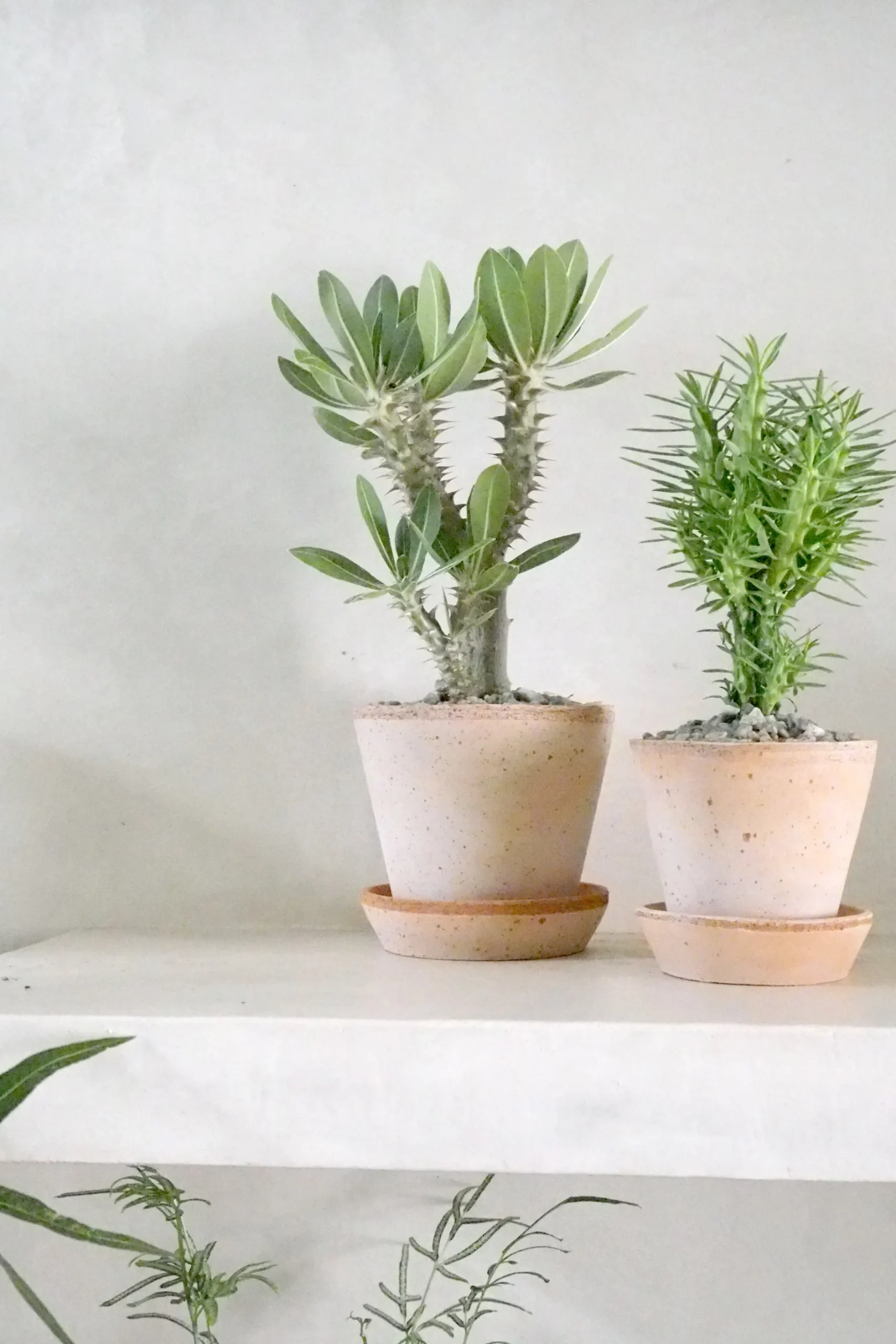 Ørkenplanter Og Knoldplanter^PLANT Pachypodium Horombense