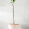 Ørkenplanter Og Knoldplanter^PLANT Pachypodium rutenbergianum