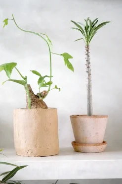 Ørkenplanter Og Knoldplanter^PLANT Pachypodium rutenbergianum