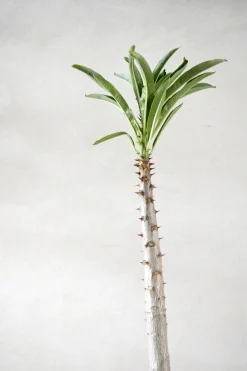 Ørkenplanter Og Knoldplanter^PLANT Pachypodium rutenbergianum
