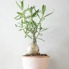 Ørkenplanter Og Knoldplanter^PLANT Pachypodium succulentum, stor