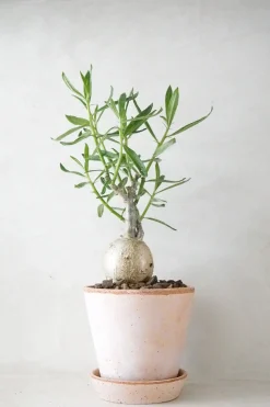 Ørkenplanter Og Knoldplanter^PLANT Pachypodium succulentum, stor