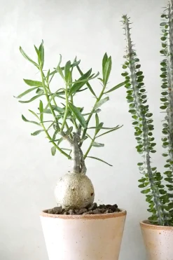 Ørkenplanter Og Knoldplanter^PLANT Pachypodium succulentum, stor