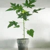 Tropiske Planter|Danskavlede Planter^PLANT Papaya