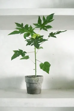 Tropiske Planter|Danskavlede Planter^PLANT Papaya