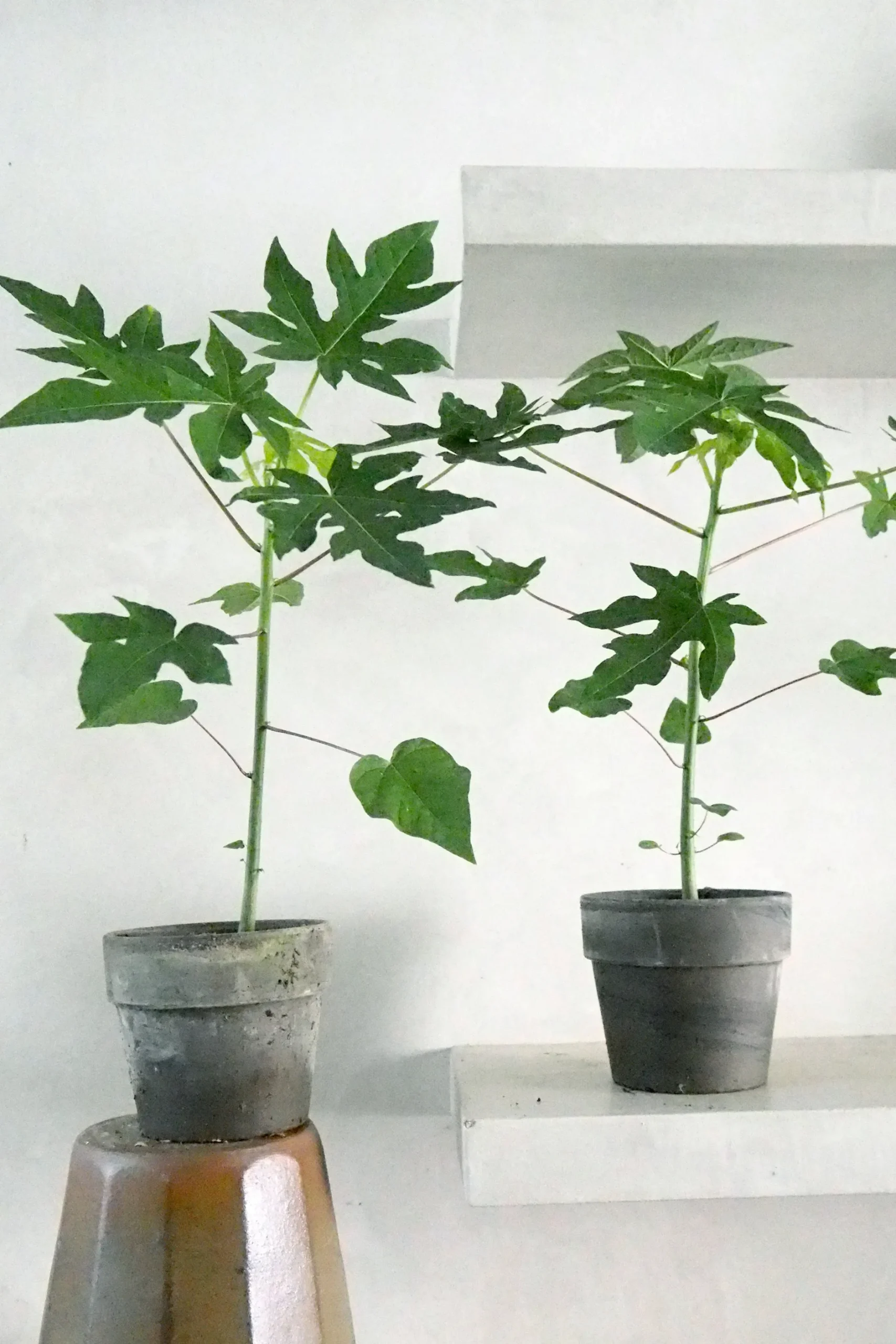 Tropiske Planter|Danskavlede Planter^PLANT Papaya