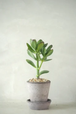 Ørkenplanter Og Knoldplanter|Danskavlede Planter^PLANT Paradistræ