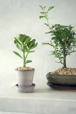 Ørkenplanter Og Knoldplanter|Danskavlede Planter^PLANT Paradistræ