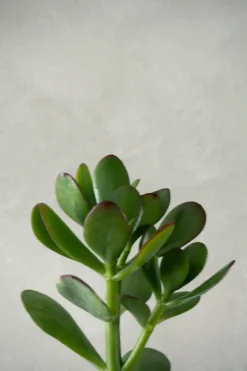 Ørkenplanter Og Knoldplanter|Danskavlede Planter^PLANT Paradistræ