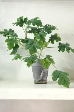 Duftgeranium|Danskavlede Planter^PLANT Pelargonium Chocolate