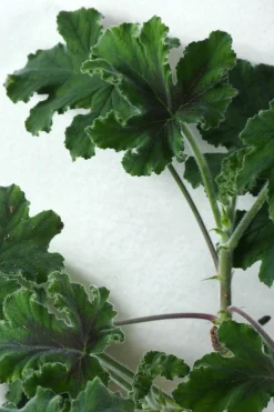 Duftgeranium|Danskavlede Planter^PLANT Pelargonium Chocolate