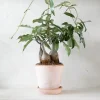 Ørkenplanter Og Knoldplanter^PLANT Petopentia natalensis