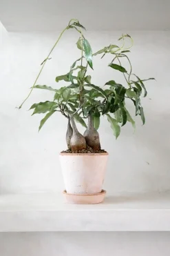 Ørkenplanter Og Knoldplanter^PLANT Petopentia natalensis