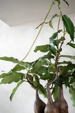 Ørkenplanter Og Knoldplanter^PLANT Petopentia natalensis