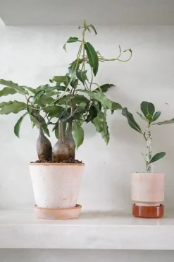 Ørkenplanter Og Knoldplanter^PLANT Petopentia natalensis