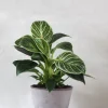 Tropiske Planter^PLANT Philodendron Birkin