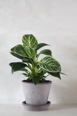 Tropiske Planter^PLANT Philodendron Birkin
