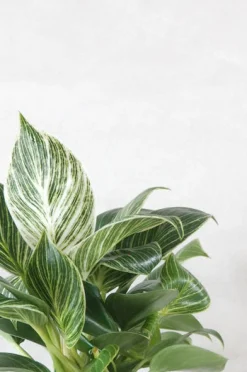 Tropiske Planter^PLANT Philodendron Birkin