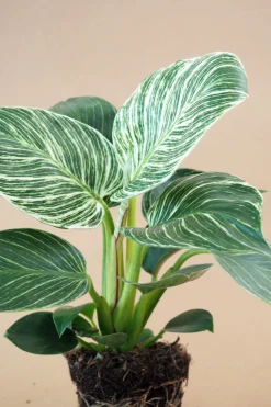 Tropiske Planter^PLANT Philodendron Birkin