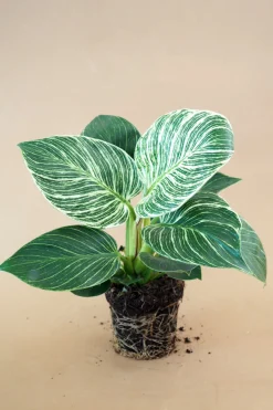 Tropiske Planter^PLANT Philodendron Birkin