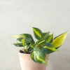 Hængeplanter|Danskavlede Planter^PLANT Philodendron Brazil