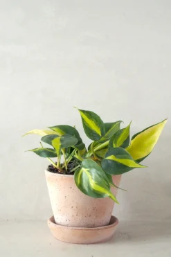 Hængeplanter|Danskavlede Planter^PLANT Philodendron Brazil