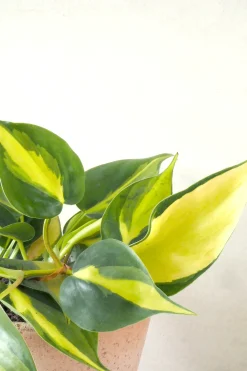 Hængeplanter|Danskavlede Planter^PLANT Philodendron Brazil