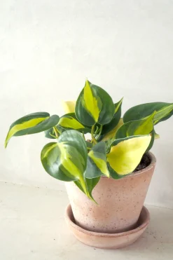 Hængeplanter|Danskavlede Planter^PLANT Philodendron Brazil