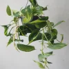 Hængeplanter|Tropiske Planter^PLANT Philodendron Brazil, stor