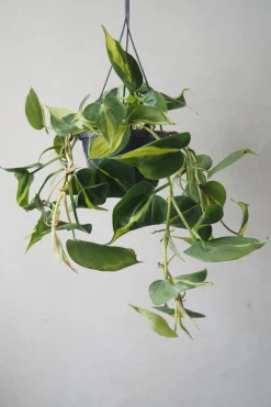 Hængeplanter|Tropiske Planter^PLANT Philodendron Brazil, stor