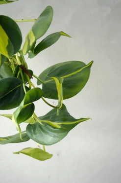 Hængeplanter|Tropiske Planter^PLANT Philodendron Brazil, stor