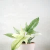 Tropiske Planter|Danskavlede Planter^PLANT Philodendron Florida Ghost