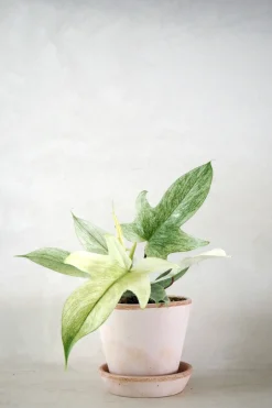 Tropiske Planter|Danskavlede Planter^PLANT Philodendron Florida Ghost
