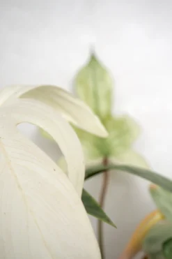 Tropiske Planter|Danskavlede Planter^PLANT Philodendron Florida Ghost