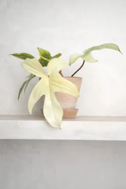 Tropiske Planter|Danskavlede Planter^PLANT Philodendron Florida Ghost