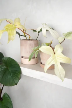 Tropiske Planter|Danskavlede Planter^PLANT Philodendron Florida Ghost
