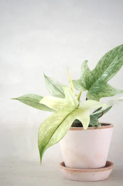 Tropiske Planter|Danskavlede Planter^PLANT Philodendron Florida Ghost